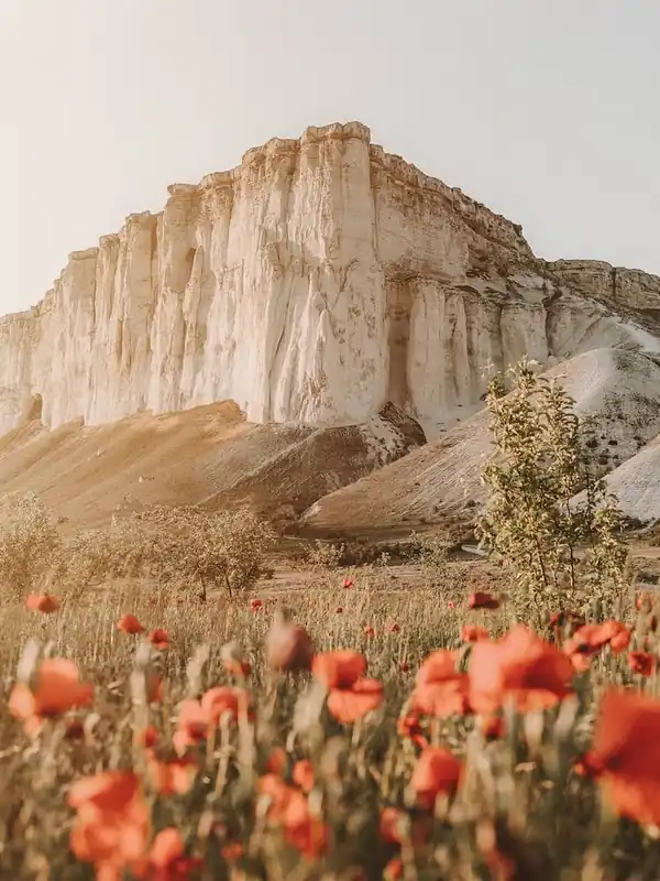 Mountain Poppy Flowers Trusted Brand