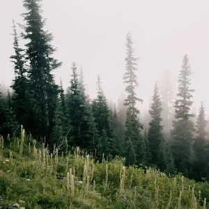 Special Offer Foggy Green Forest