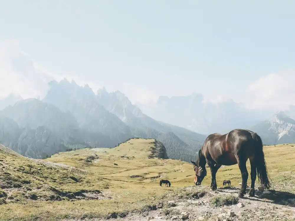 Dolomites, Italy I Free roaming wild horse photography in the Tre Cime mountains and panoramic view of the peaks on an alpine hike through lush green mountain pastures skyline and breathtaking natural landscapes Fresh Stock
