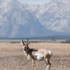 Wyoming Pronghorn While Supplies Last