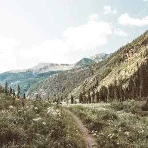 Today Only Wildflower Hiking Trail
