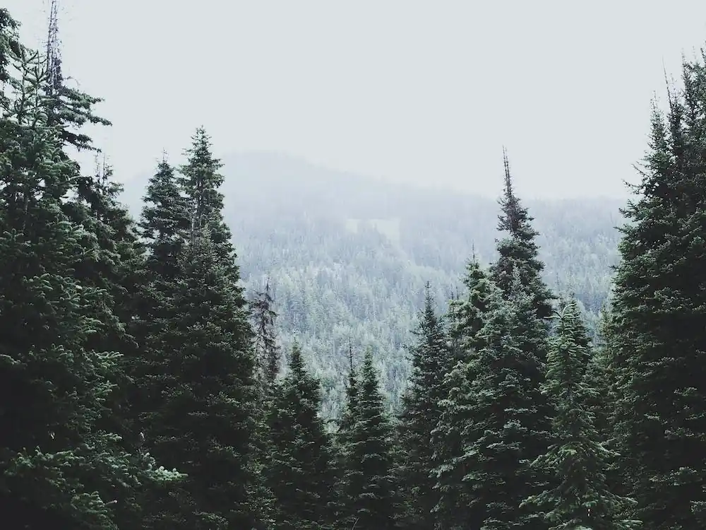 Save Now North Cascades National Forest USA II