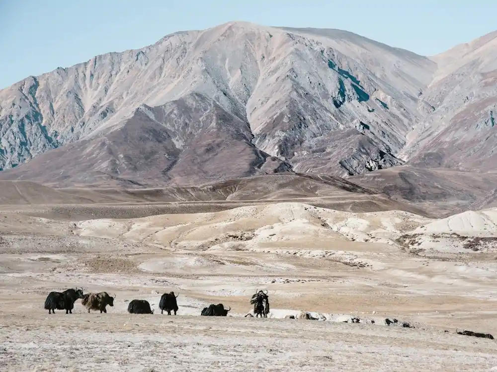 Hot Deal Herd Of Yaks In The Himalayas