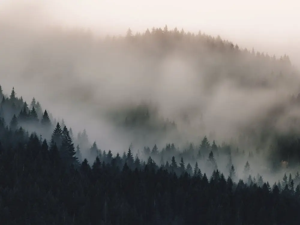 Misty Mountain Forest Luxury
