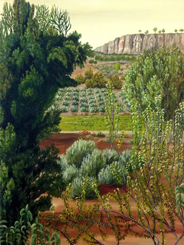 Sale High Mountain Olive Trees