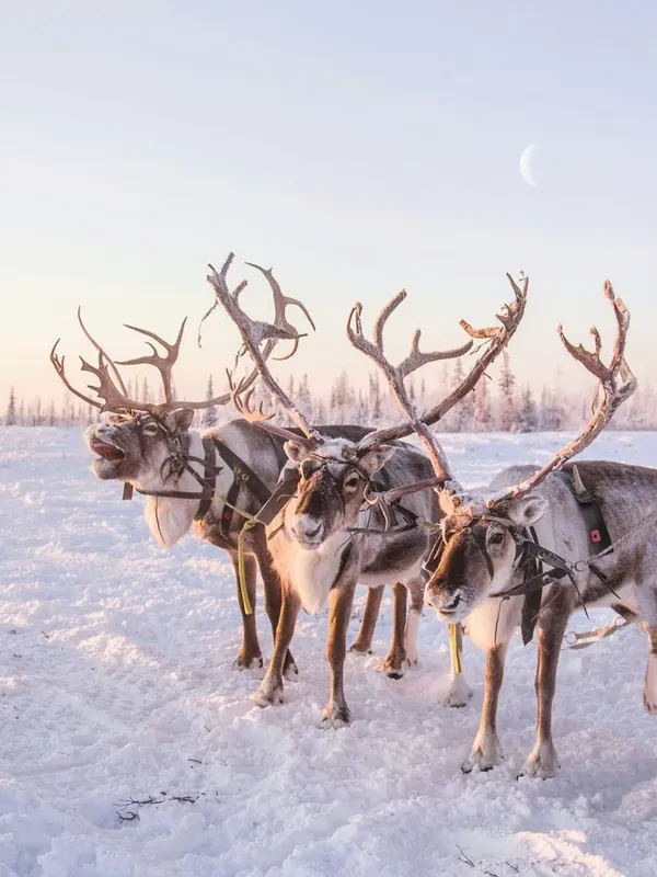 REINDEER PORTRAIT Weekend Sale
