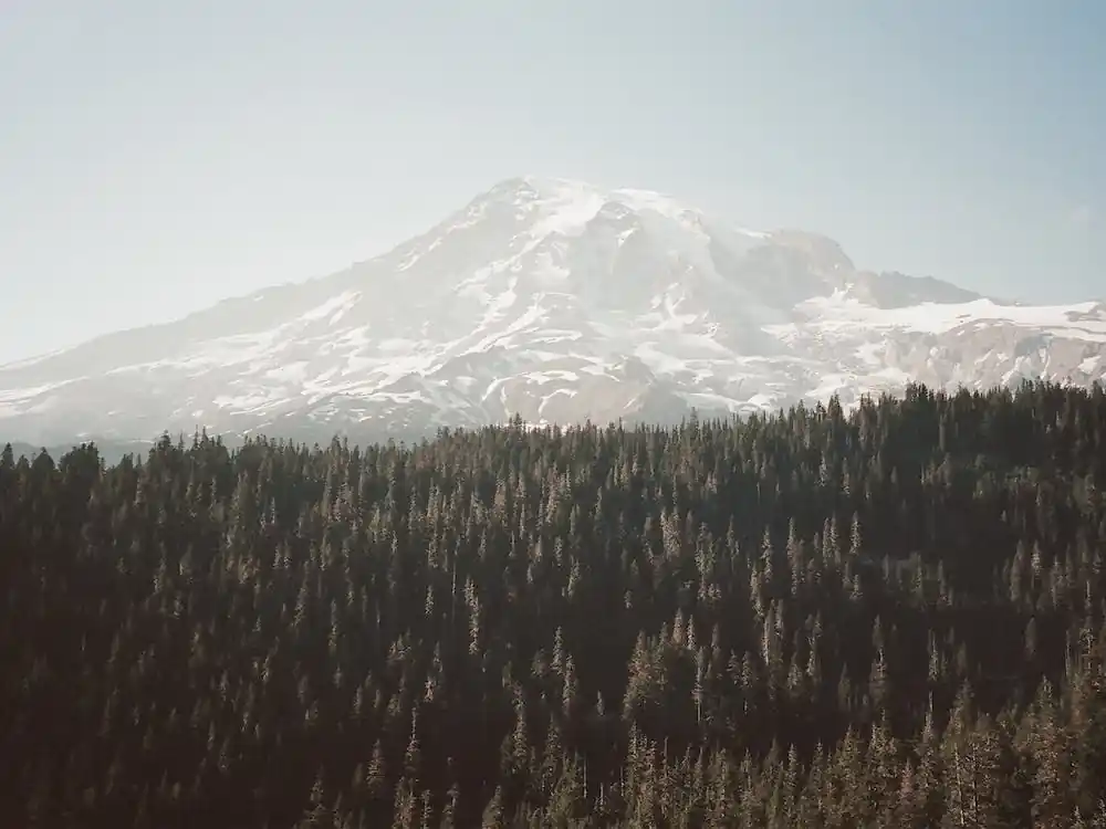 Mountain Peak Forest Price Cut