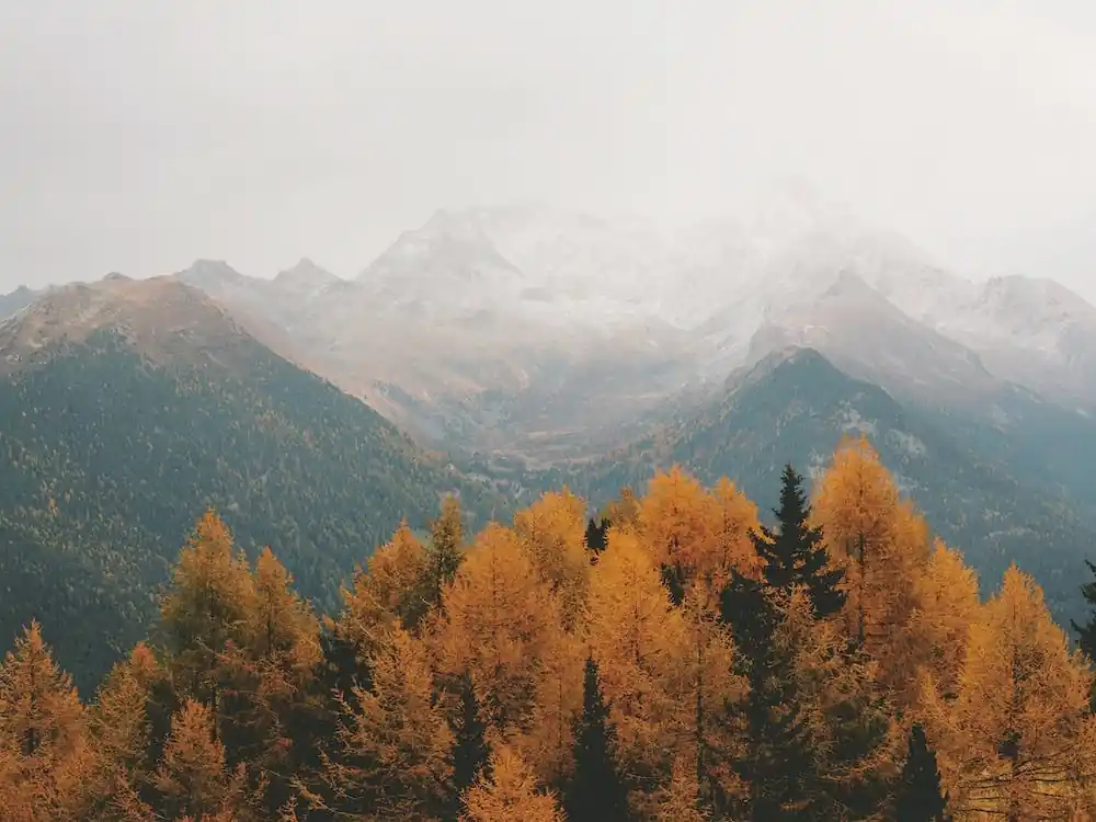 Fall Forest And Mountains Order Now