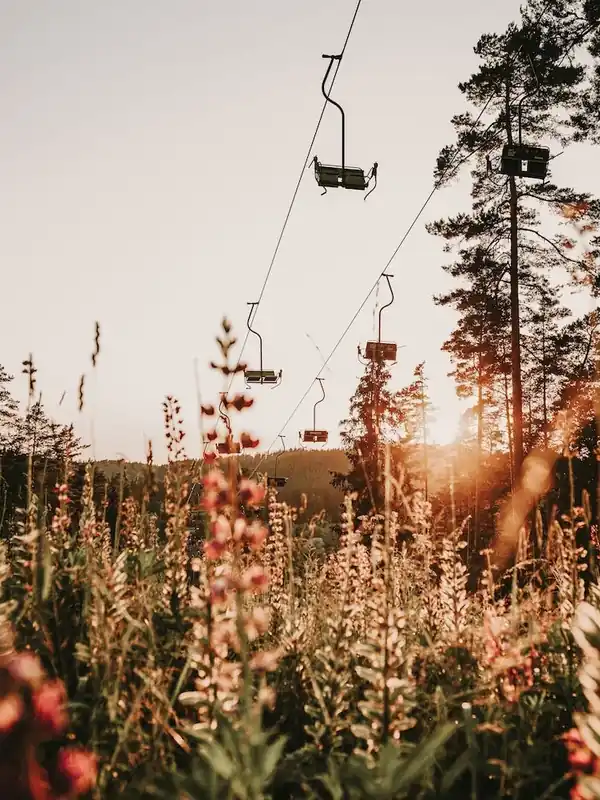 Original Ski Lift Over Wildflowers