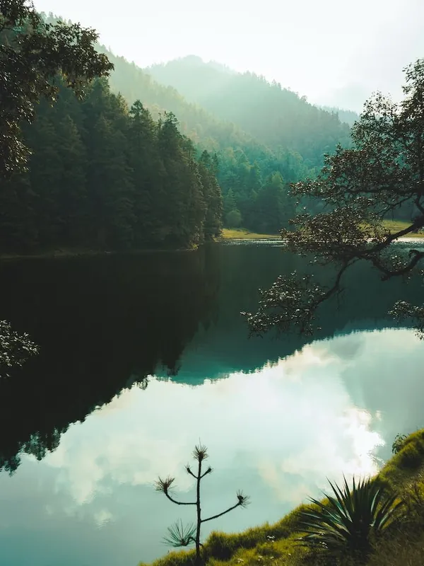 Exclusive Lake In The Forest