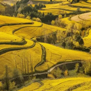 Yellow Rice Fields In China Factory Price