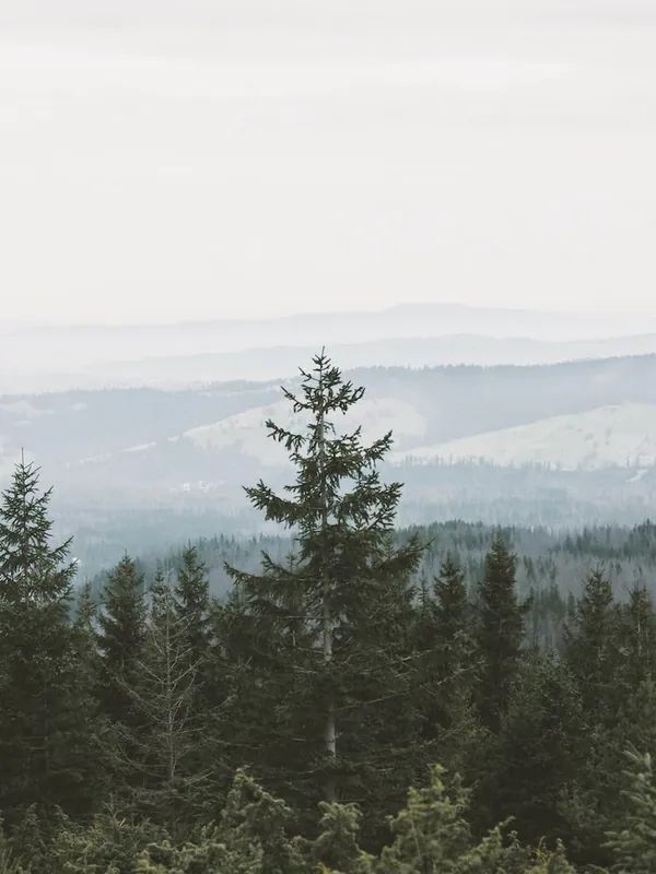 Rustic Mountain Forest Time-Limited
