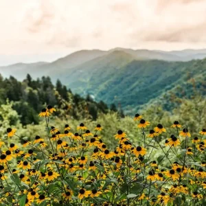 Wildflower Adventure - Smoky Mountain National Park Popular
