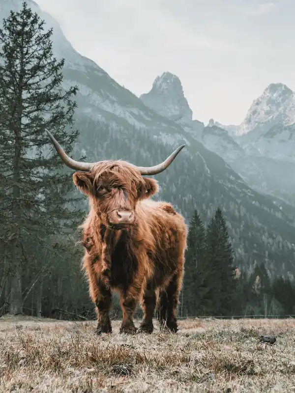 Colorado Forest Cow Last Chance
